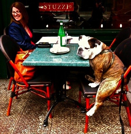 english bulldog dinner