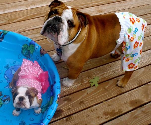 english bulldog dogs