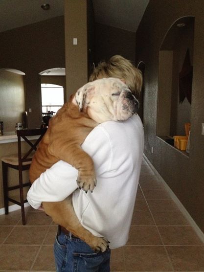 english bulldog hugs