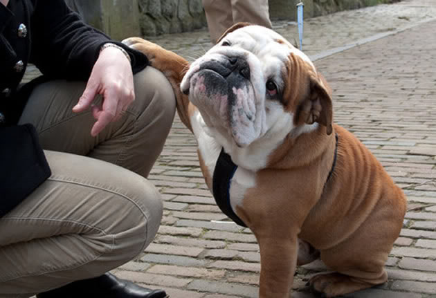 english bulldog photo