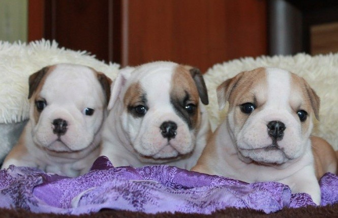 english bulldog puppies