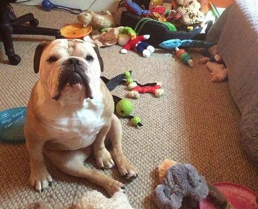 english bulldog toys