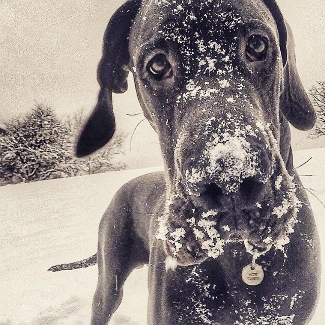 great dane dog pics face snow
