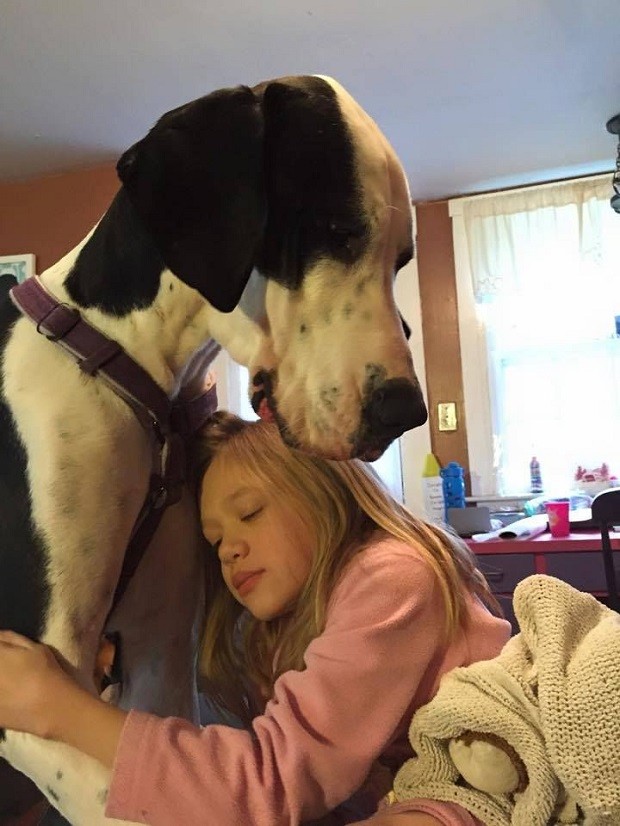 great dane hug girl love