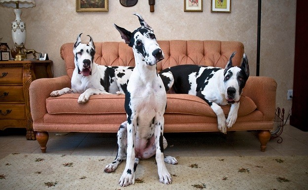 great danes photography sofa