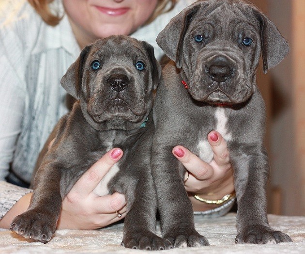 great danes puppies woman