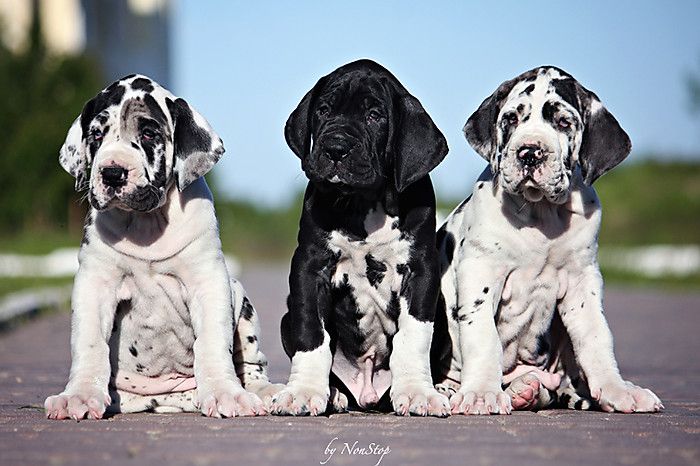 great danes puppy pics