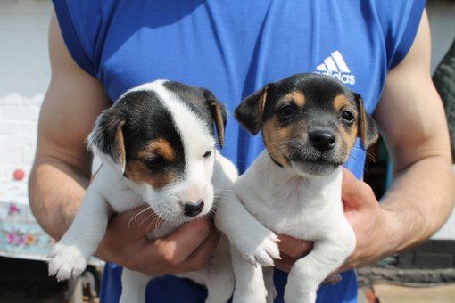 jack russell puppies pics