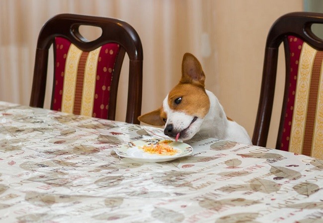 jack russell steal food