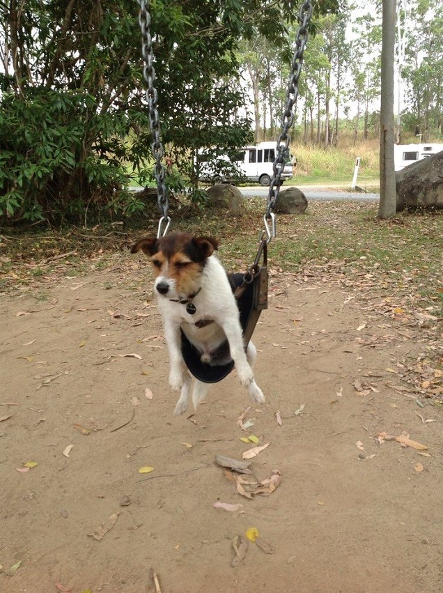 jack russell swinging