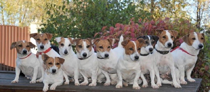 jack russells flock