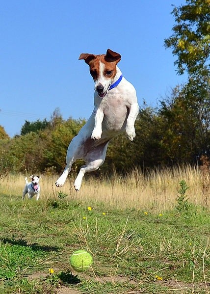 jumping jack russell ball