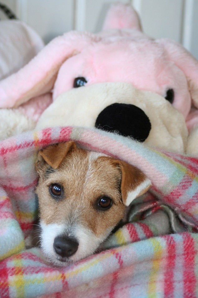 toy jack russell bed cute