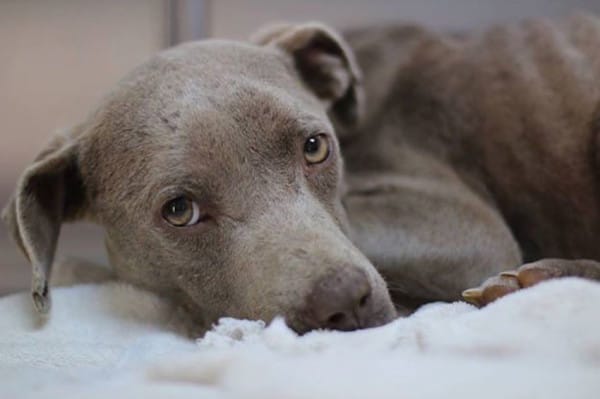 Graycie the pit bull was found abandoned on a dirt road. Starving, hypothermic, and suffering from a vaginal prolapse, Graycie fell into the hands of Dr. Andy Mathis in Elberton, Georgia.