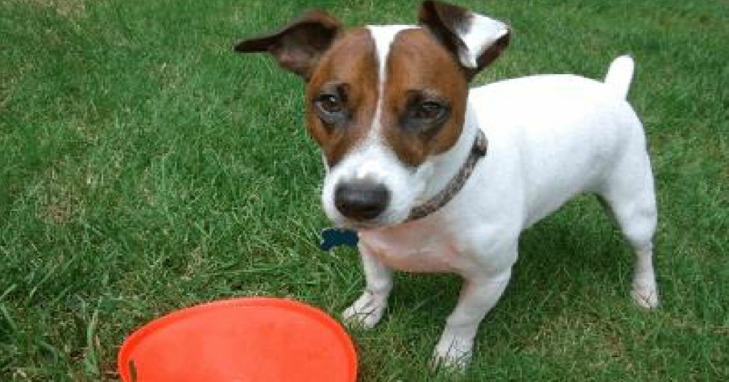 Jack Russell Terrier with frisbee_edited