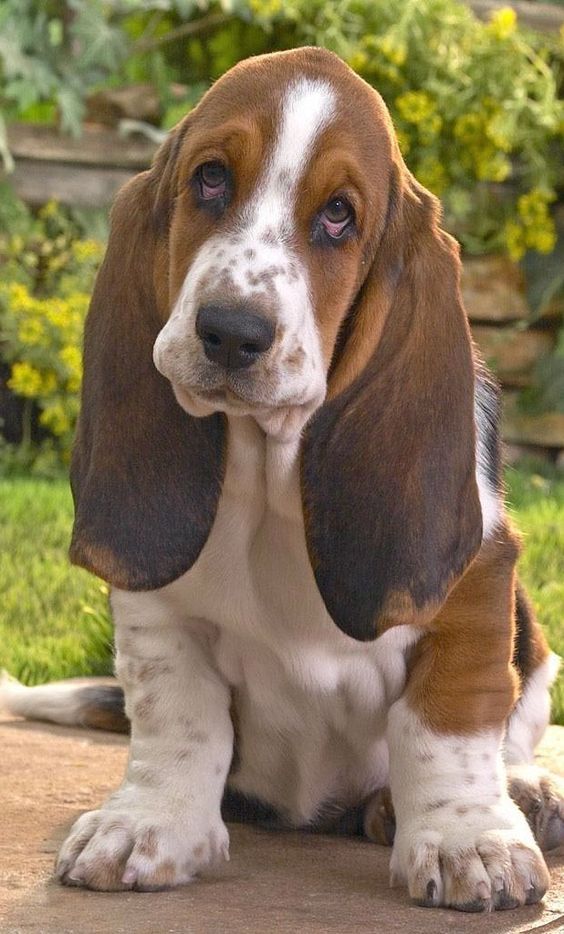 basset hound eye