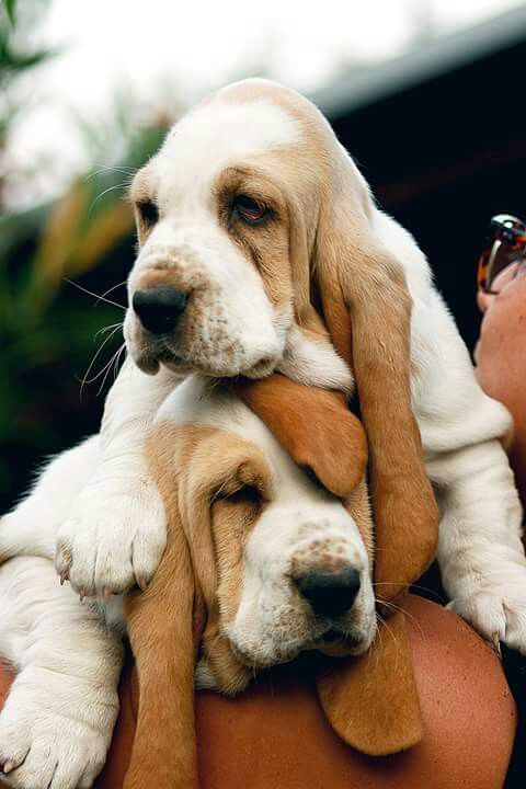 basset hound hugs