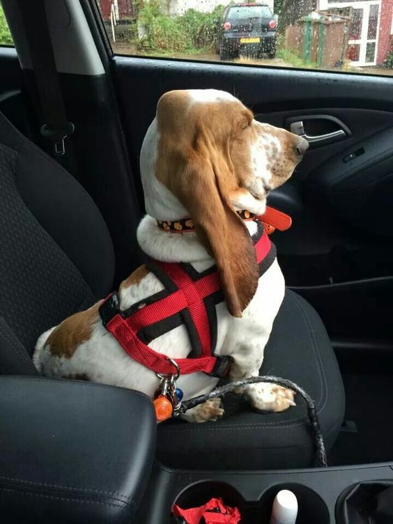 basset hound in car