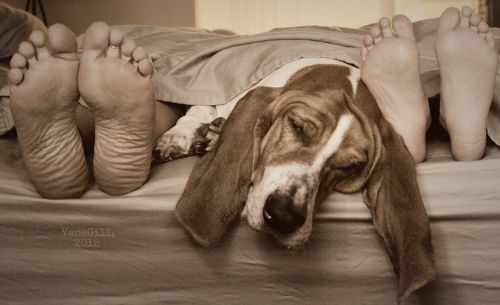 basset hound napping