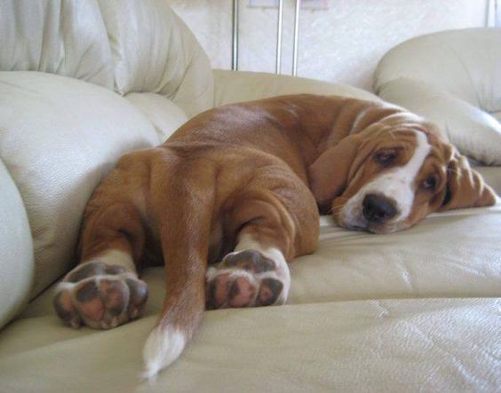 basset hound on couch