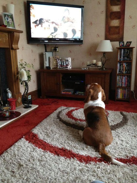 basset hound watching tv