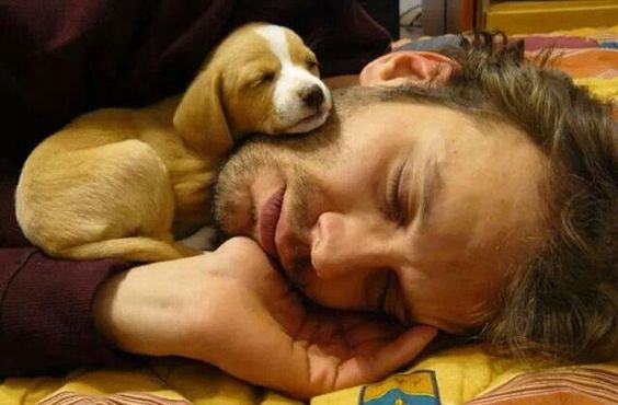 beagle baby napping on person
