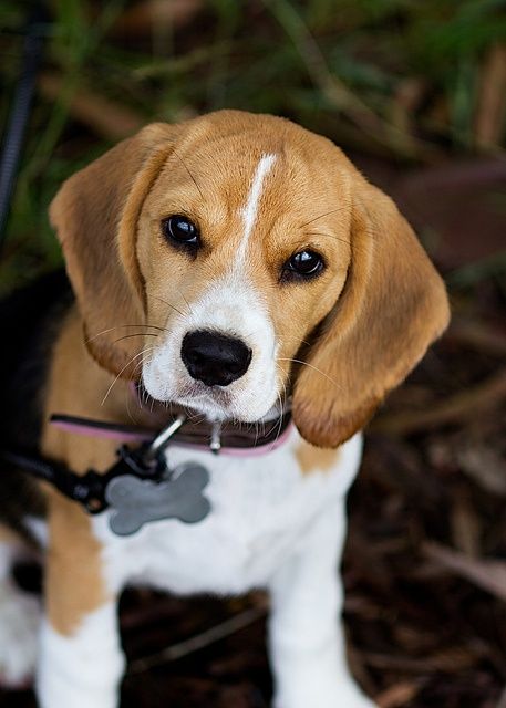 beagle eye