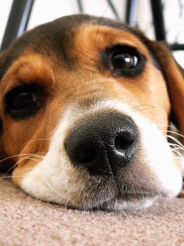 beagle eyes