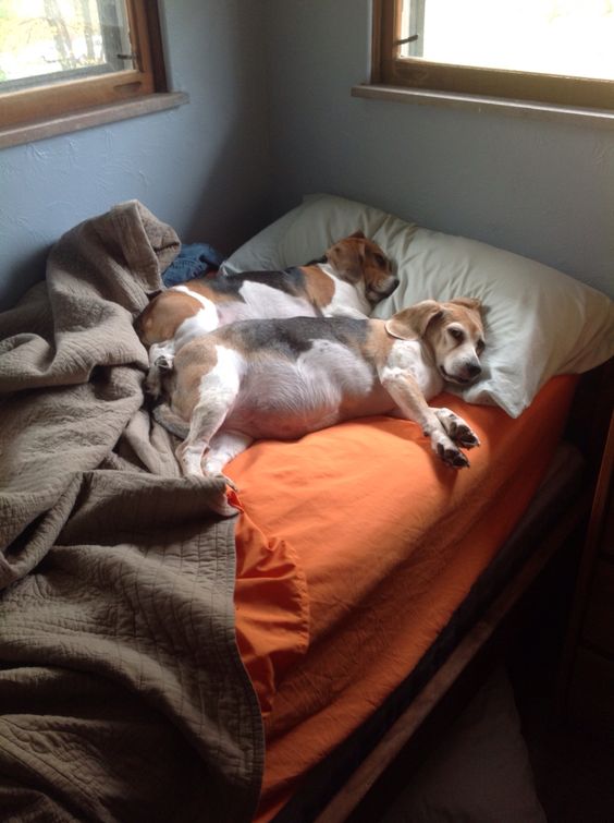 beagle in bed