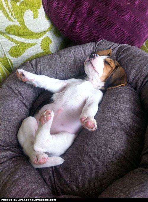 beagle lazy