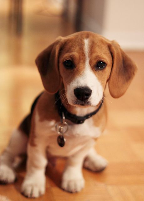 beagle looks