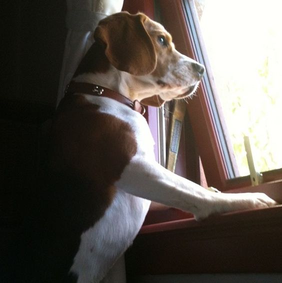 beagle waiting