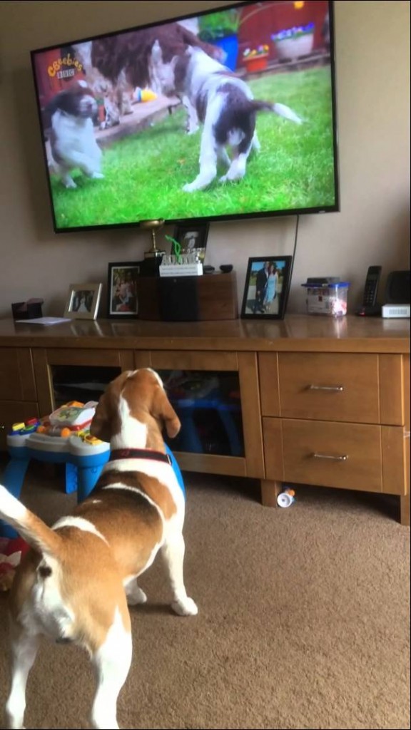 beagle watching tv