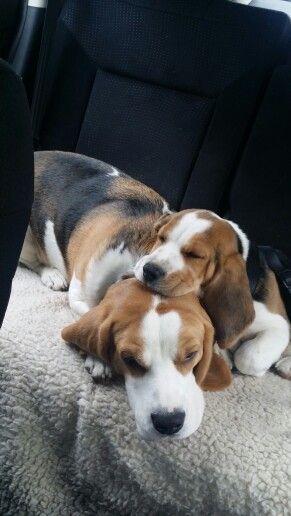 beagles in car