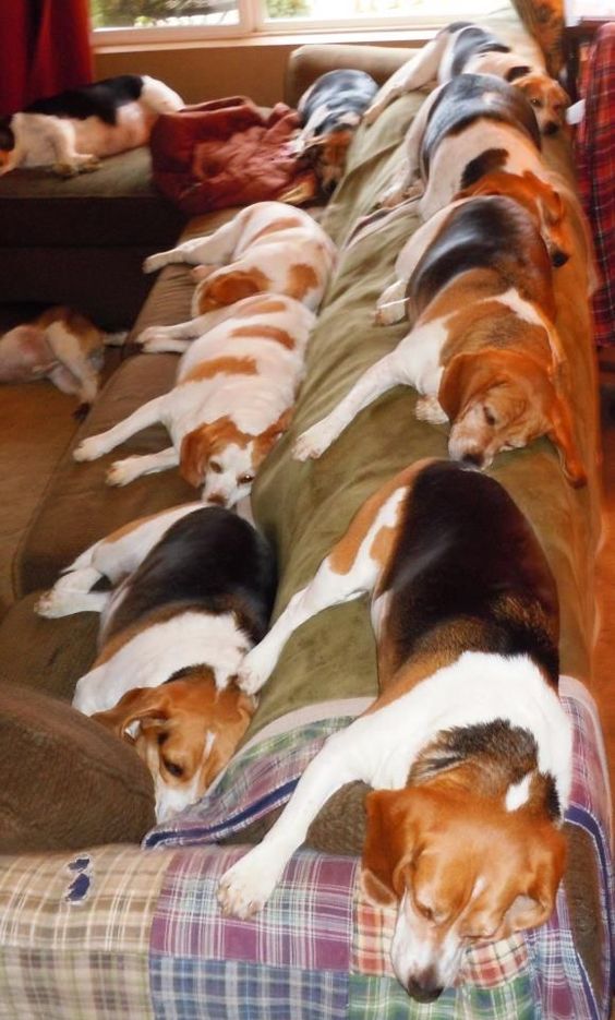 beagles on couch
