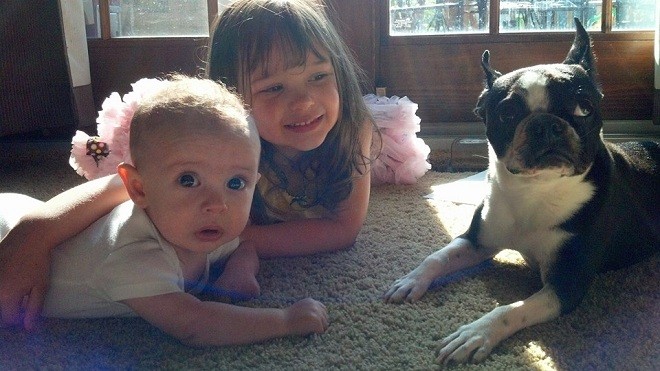 boston terrier children