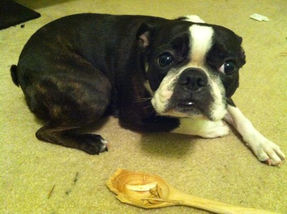 boston terrier guilty dog