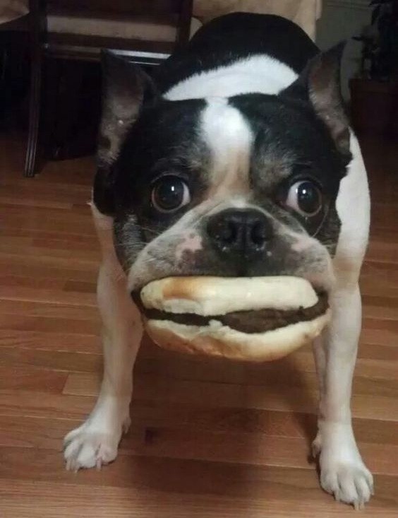 boston terrier hungry