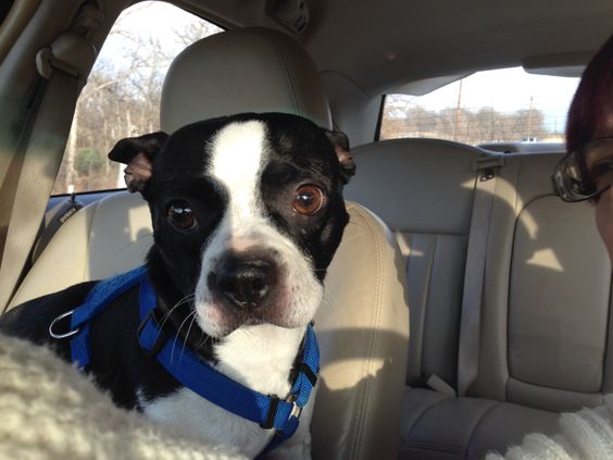 boston terrier in car