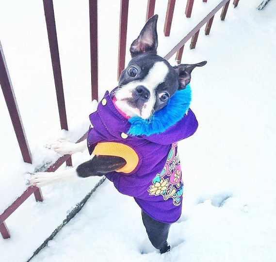 boston terrier winter