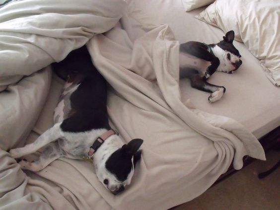 boston terriers in bed