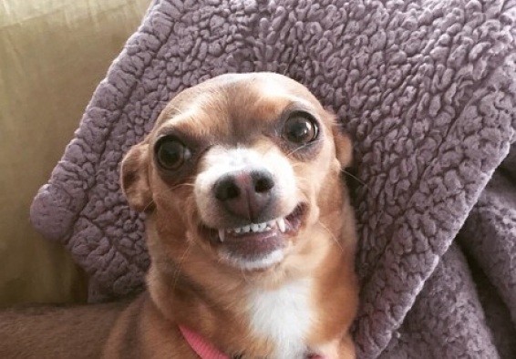 chihuahua crazy