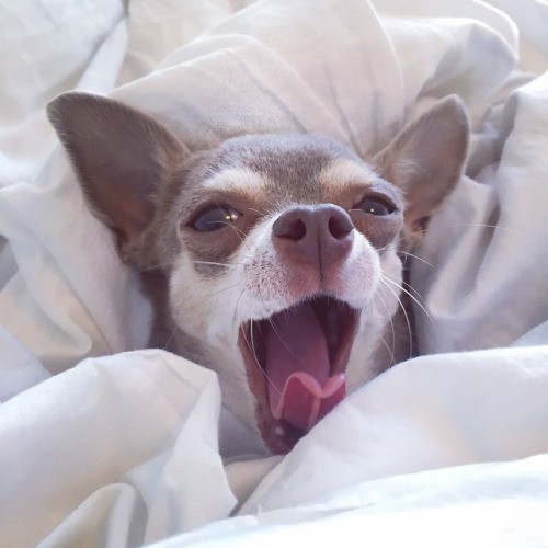 chihuahua in bed