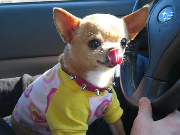 chihuahua in car