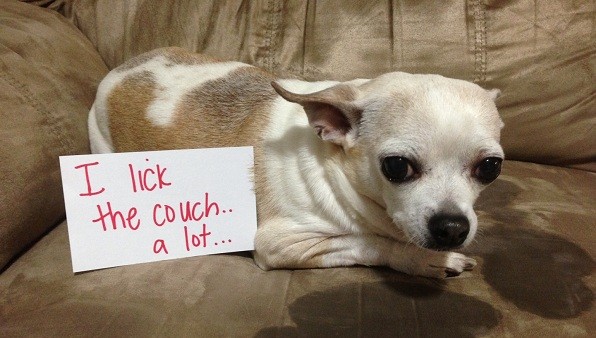 chihuahua on couch