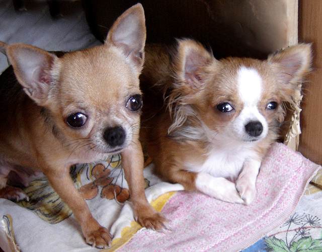 chihuahuas dogs