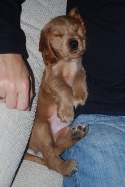 cocker spaniel sleeping