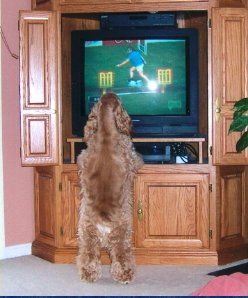 cocker spaniel watching tv