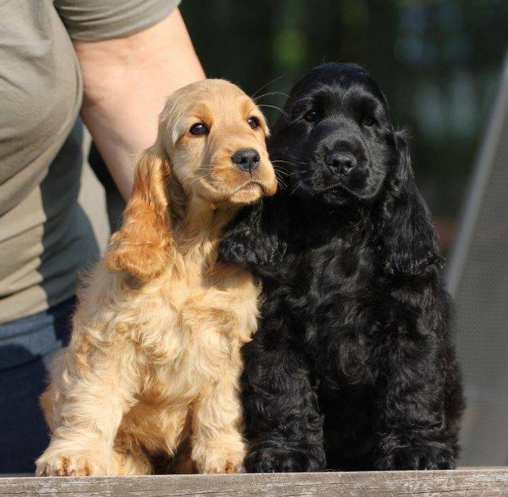 cocker spaniel