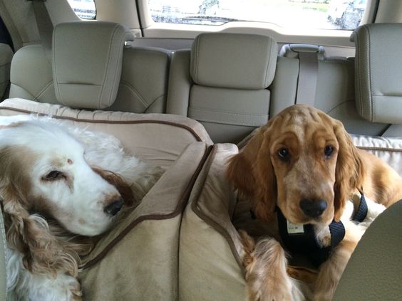 cocker spaniels in car